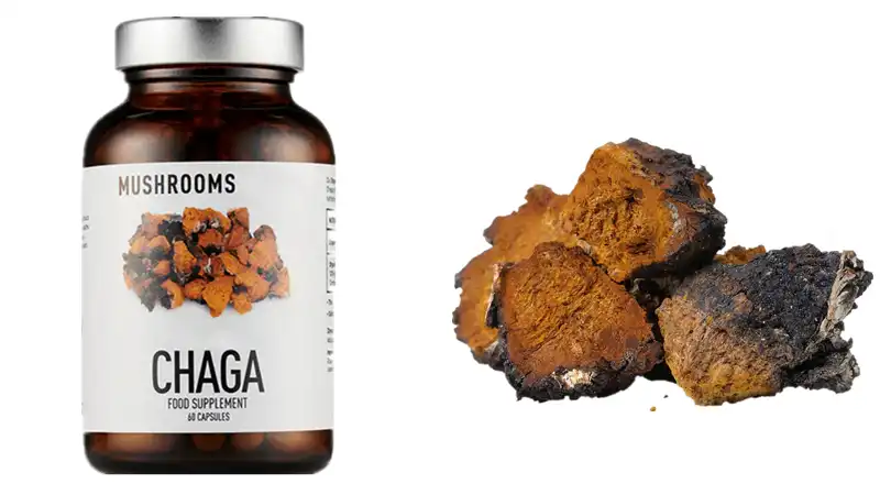 How Chaga Supplements Combat Inflammation?